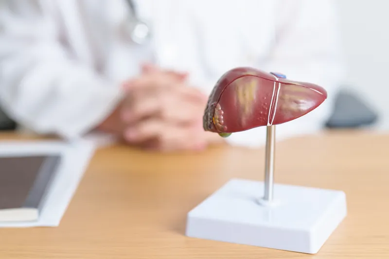 Doctor with human Liver anatomy model.