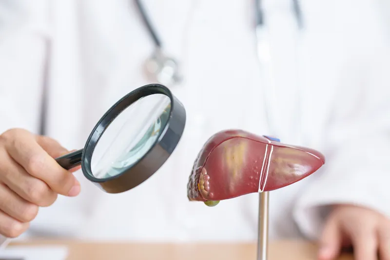 Doctor with human Liver model and magnifying glass.