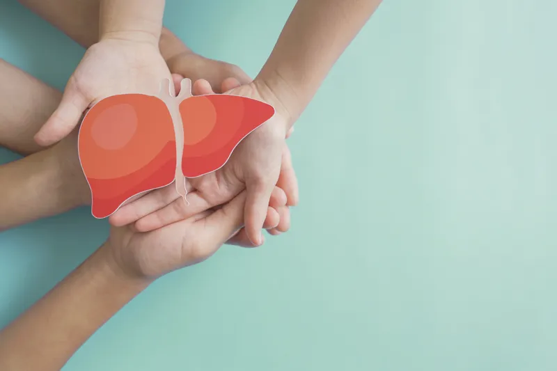 Hands holding healthy liver