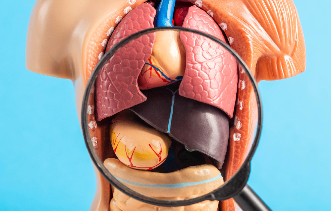A model of the pancreas to explain pancreatic cancer