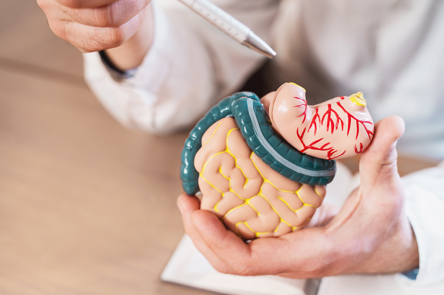 A doctor pointing to a model of the pancreas and gastrointestinal system